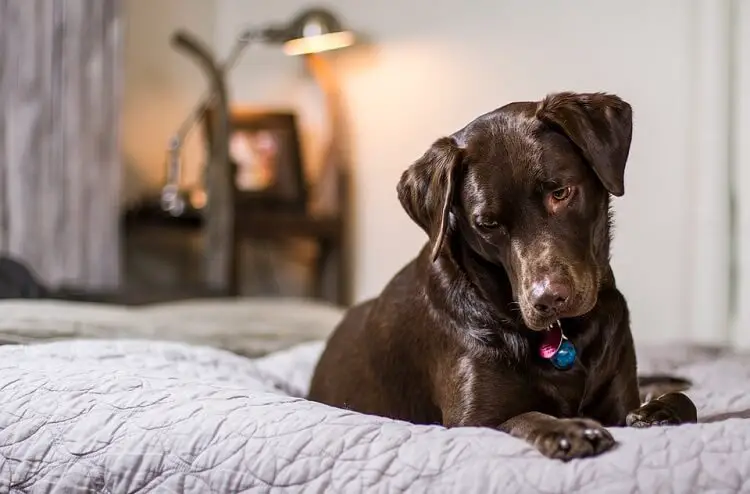 a beautiful dog with shiny fur