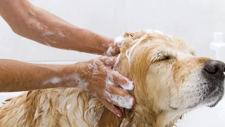 dog-bath-skunk2