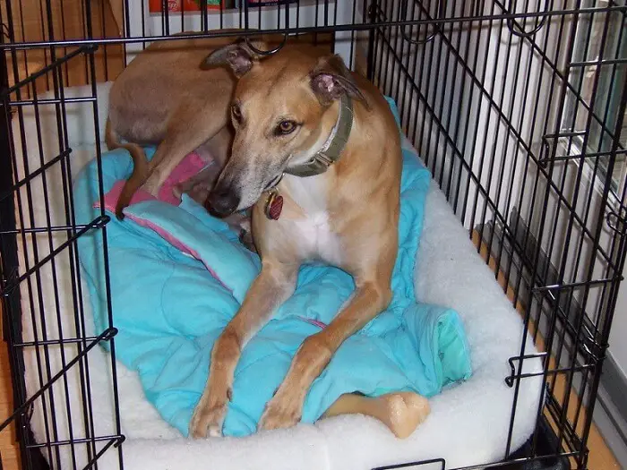 a large greyhound in his crate