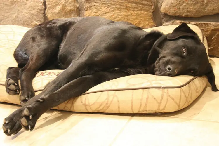 a large black dog laying down