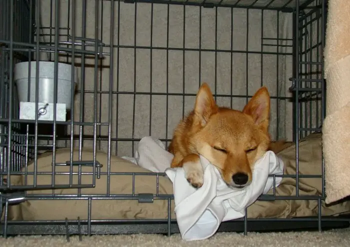 a shiba dog sleeping in his crate