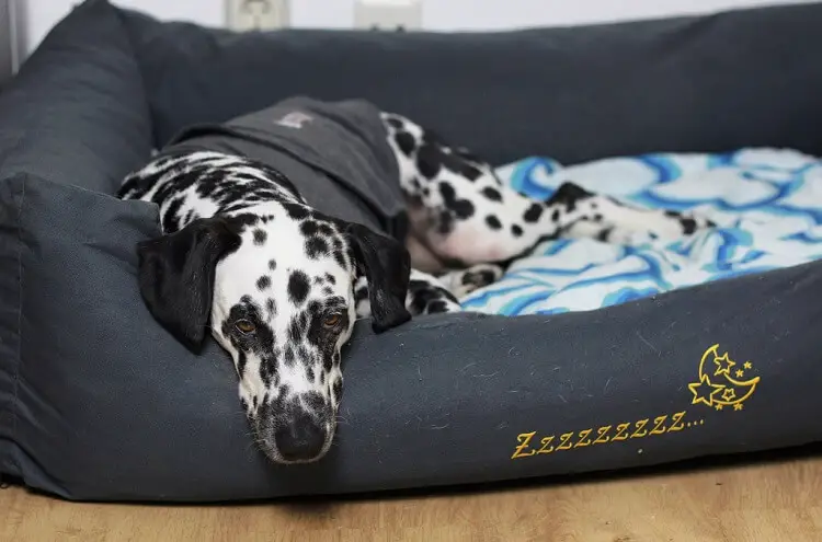 a beautiful dalmatian in its dog bed