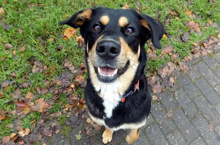 large black dog looking into the camera