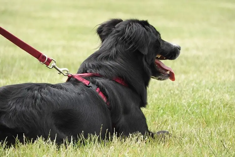 a large collie dog sitting on the grass