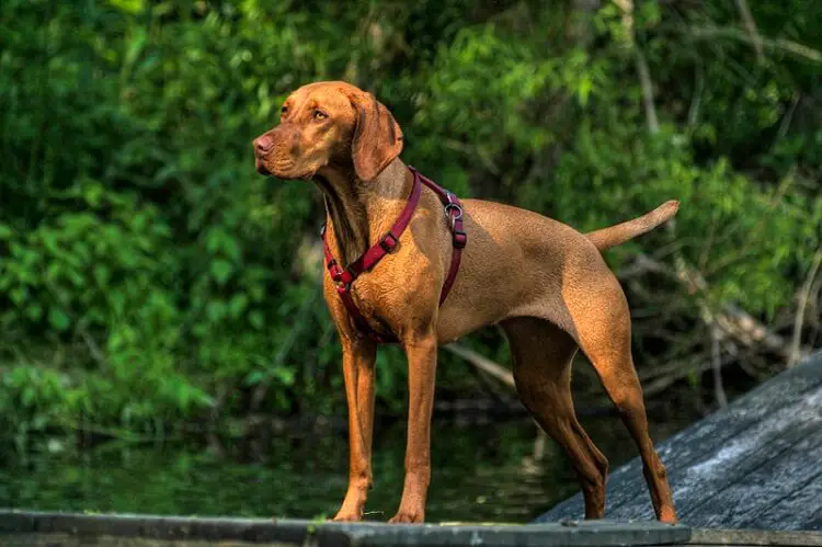 large dog harness on a hunting breed dog