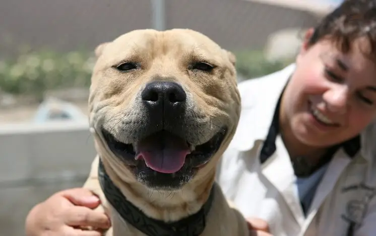 a smiling pit bull terrier