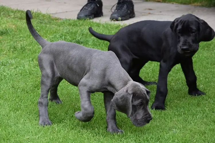 two large puppies