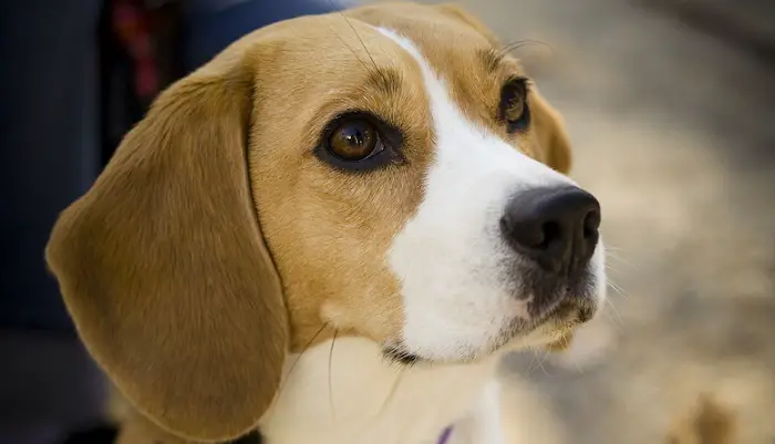 a cute Beagle puppy