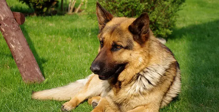 a large German Shepherd