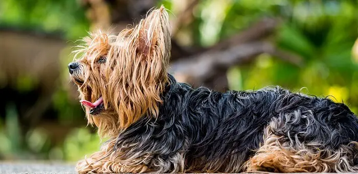 a small cute Yorkshire terrier