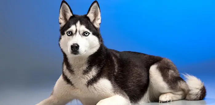 a young beautiful husky dog