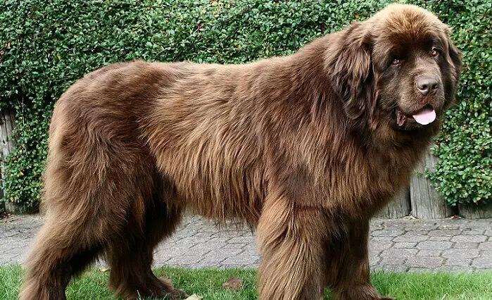 a large brown dog