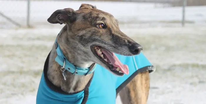 a cute greyhound dog with a blue vest