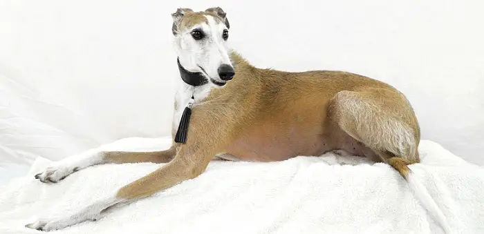 a large adult greyhound dog