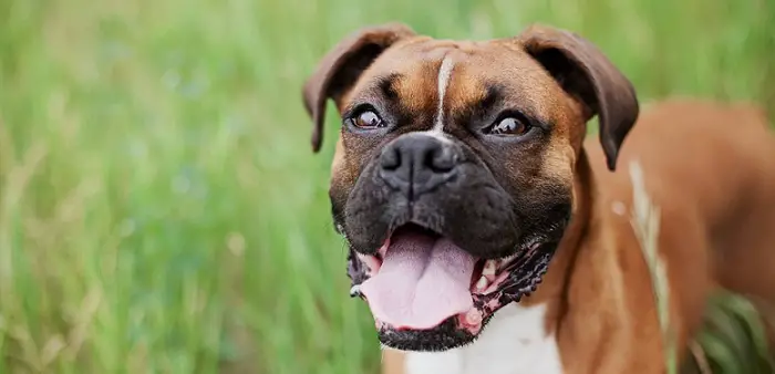 a smiling boxer dog
