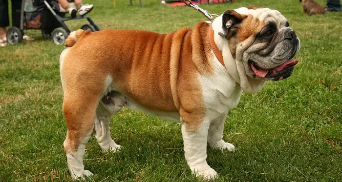 a medium-sized English Bulldog