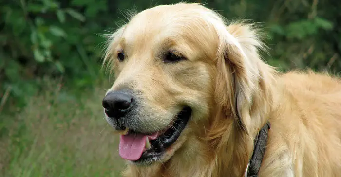 an adult Golden Retriever 