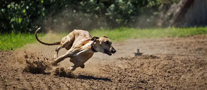 a greyhound dog during a dog race