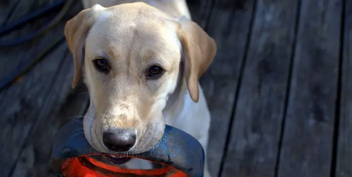 a cute Labrador retriever 