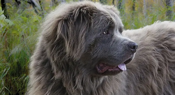 the head of a large gray Newfoundland dog