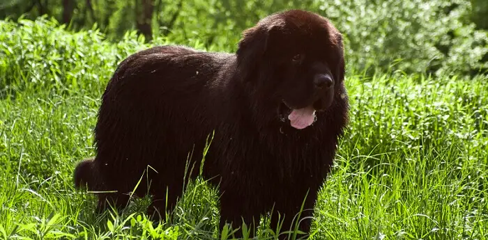 a black Newfoundland dog