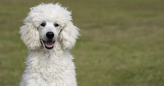 a rather large white poodle
