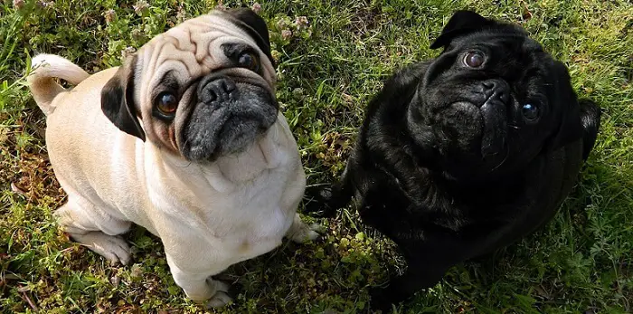 two cute little pugs