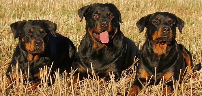 three beautiful Rottweiler dogs
