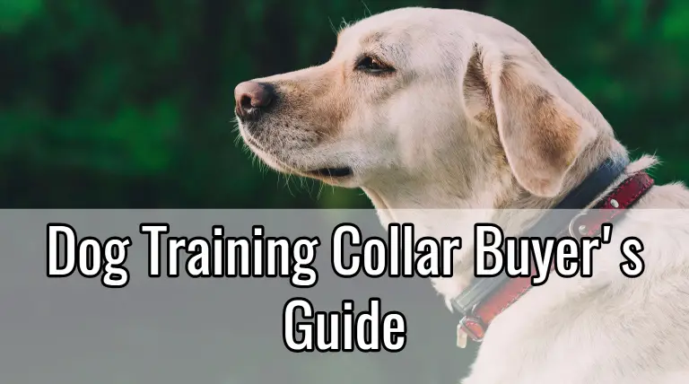 dog training collars