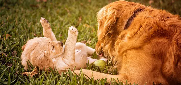 two dogs, an adult one and a puppy