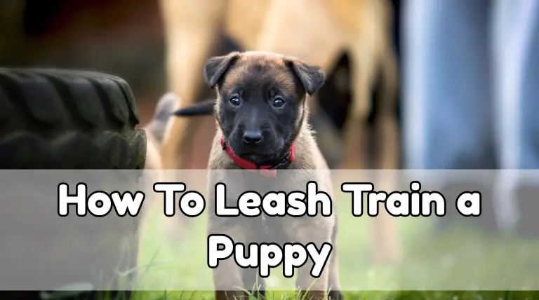 leash training