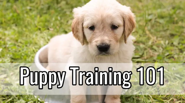 puppy training 101