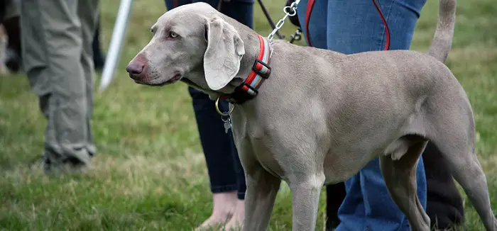 a large gray dog with a collar and leash