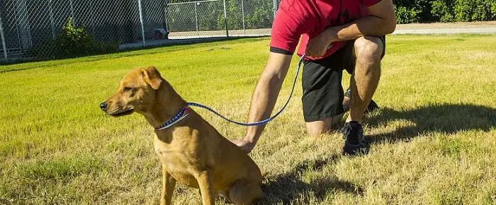 a young man training his dog