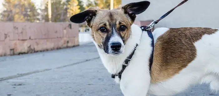 a white and brown dog wearing a leash