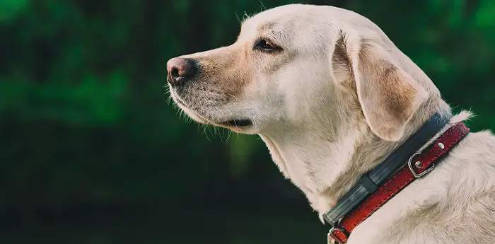 a large dog with a red and black collar close-up