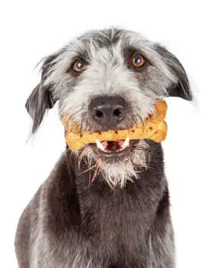 dog holding treat in his mouth