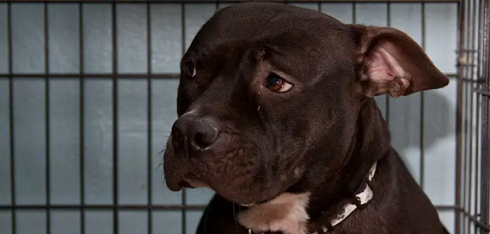 a sad-looking dog in a cage