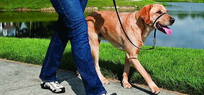 a woman walking her dog with a leader leash