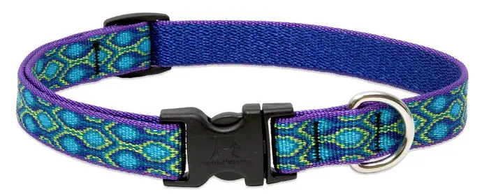 a Lupine rain song adjustable dog collar