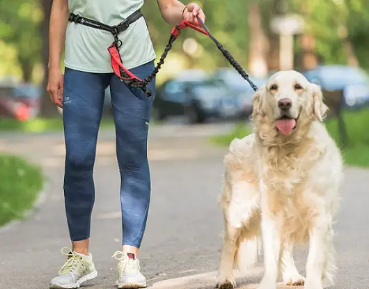 a woman with a dog on a PetDreamland Hands Free Dog Leash - Improved Walking Leash with 3 Bungee Cords & Padded Handles