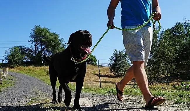 a man walking his dog on a SafetyPUP XD Dog Leash - Reflective, Heavy Duty, Climbing Rope for Medium to Large Dogs