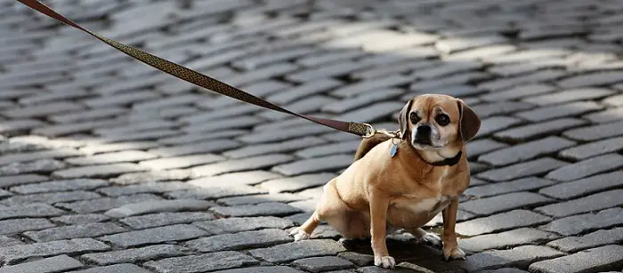 a small cute curious dog on a leash and collar