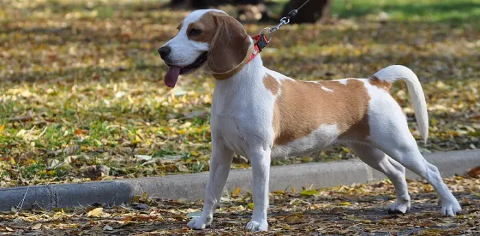 a medium-sized cute beagle dog on a leash outdoors