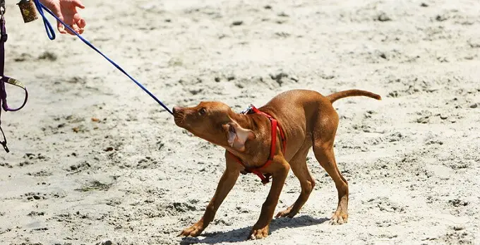 a cute brown medium-sized puppy pulling on the leash on a sandy beach