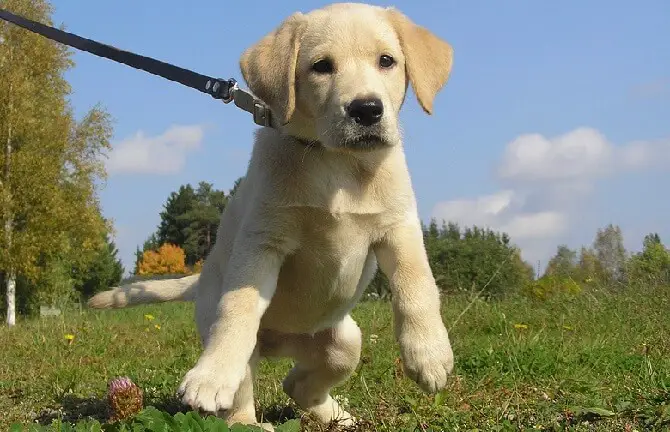 a small cute labrador puppy on a leash outdoors