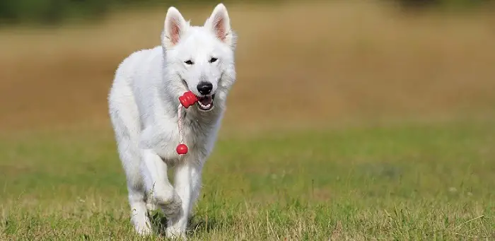 a beautiful white medium-sized dog running and playing with a toy