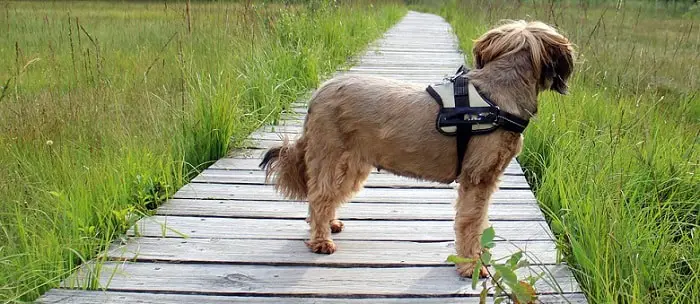 a small brown terrier dog on a wooden bridge