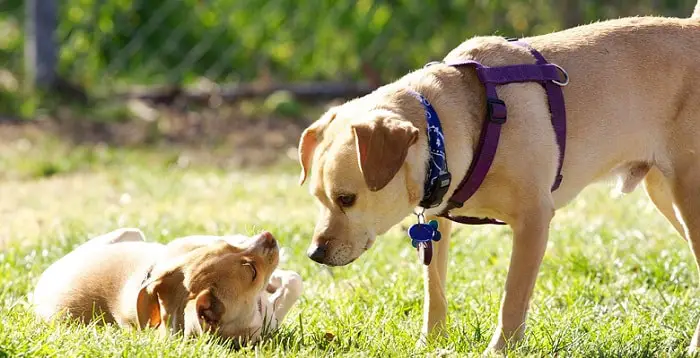 one larger dog looking at a smaller dog outdoors