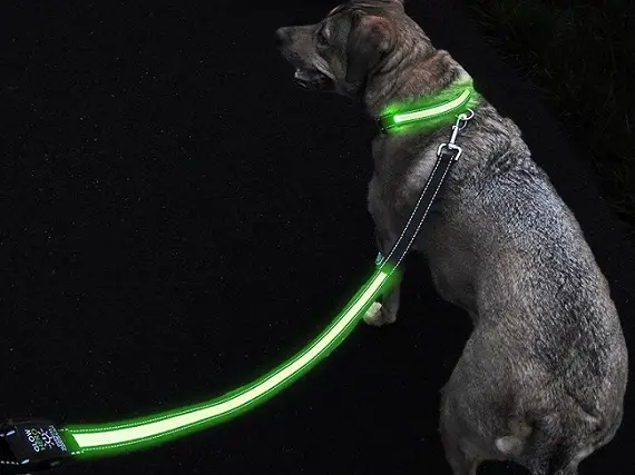 a GlowHero LED light reflective dog leash on a large black dog